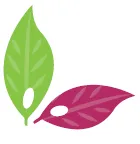 AcanChia UG & Co. KG