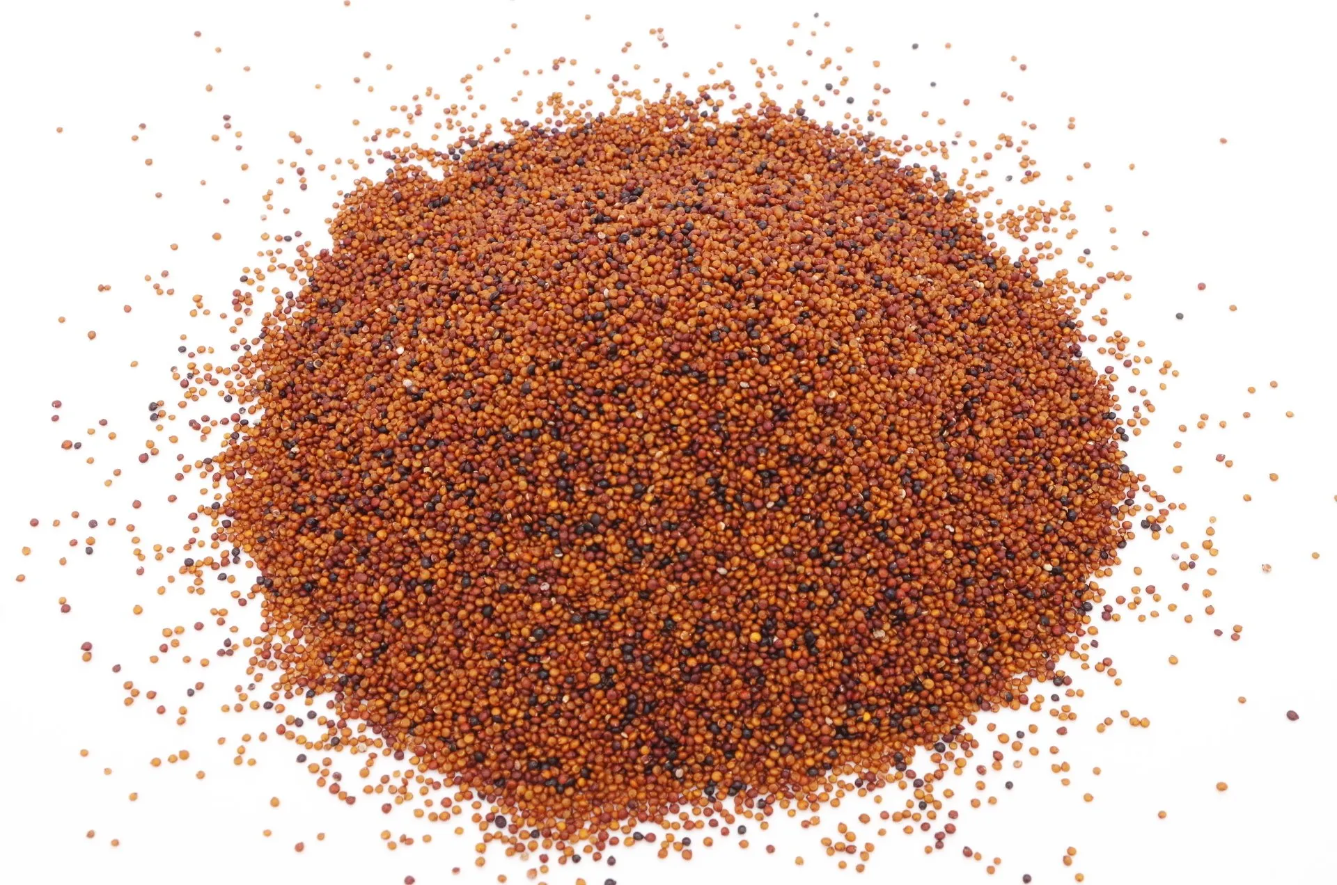 AcanChia UG & Co. KG