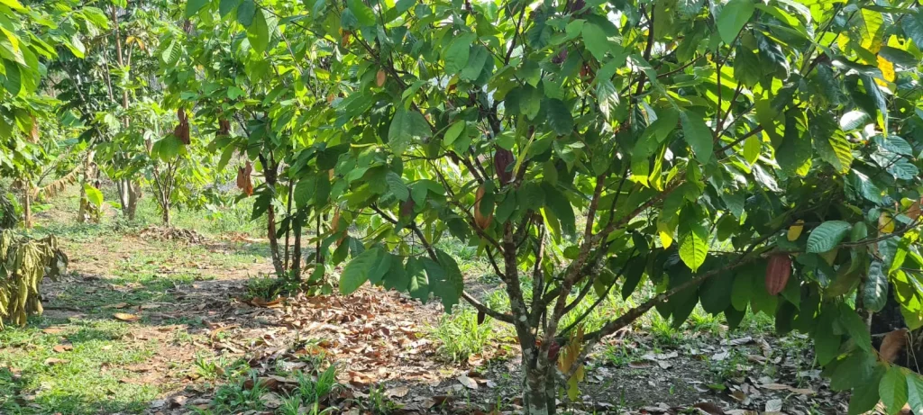 AcanChia UG & Co. KG