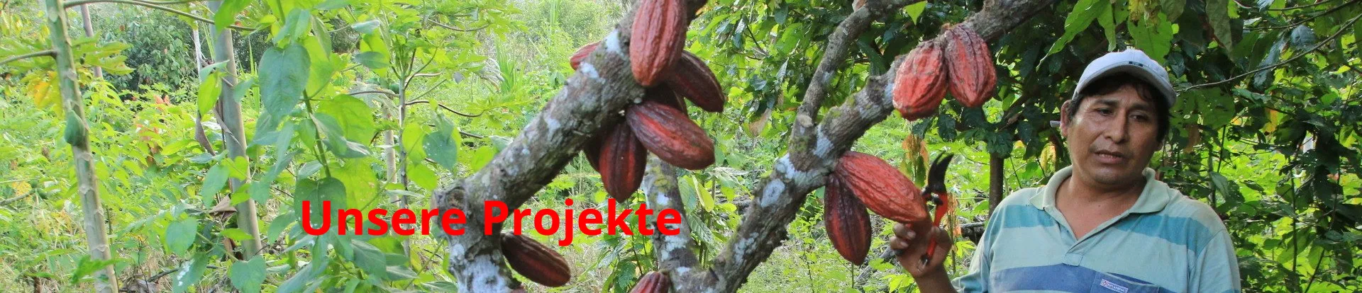 AcanChia UG & Co. KG