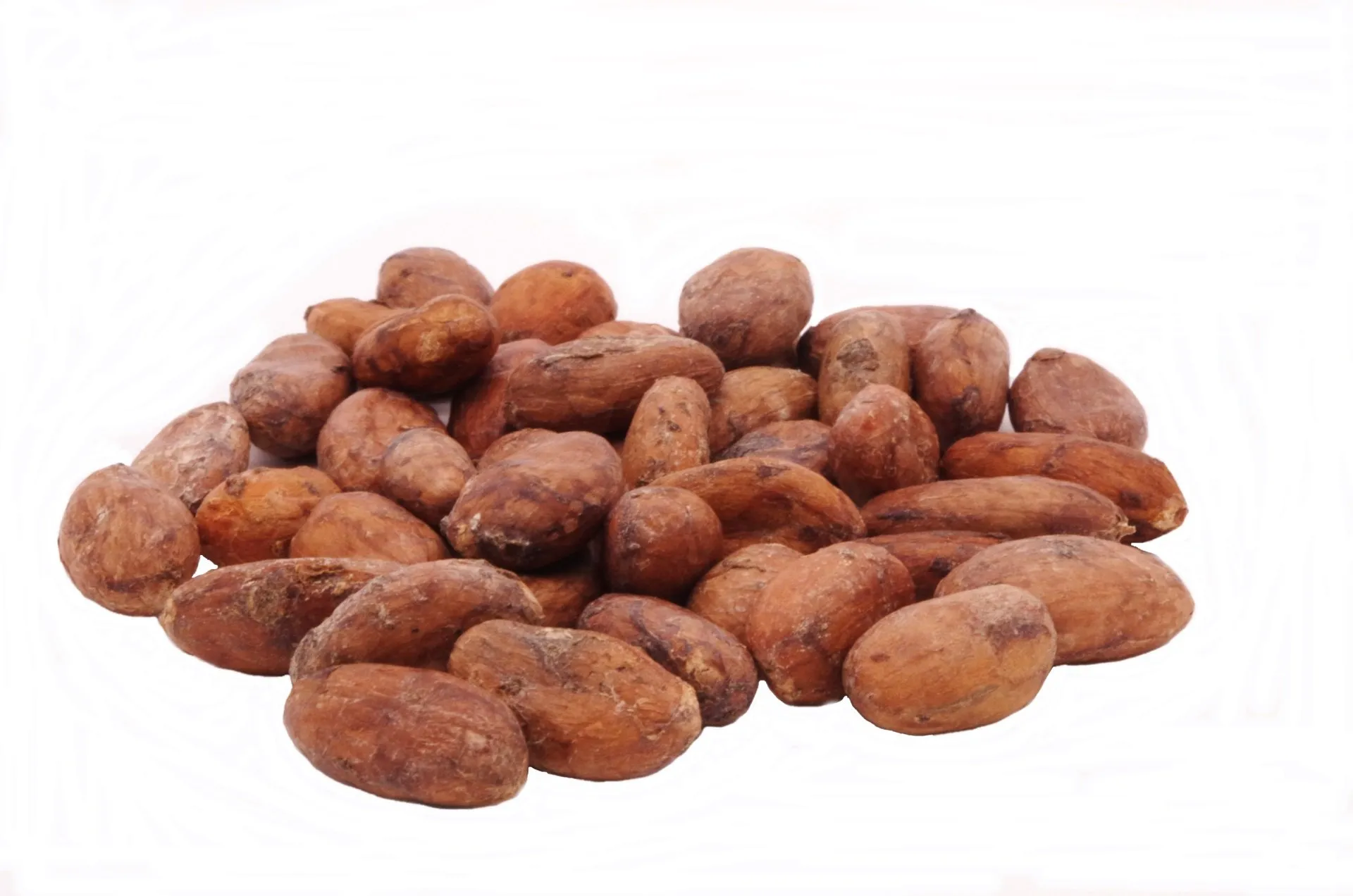 AcanChia UG & Co. KG