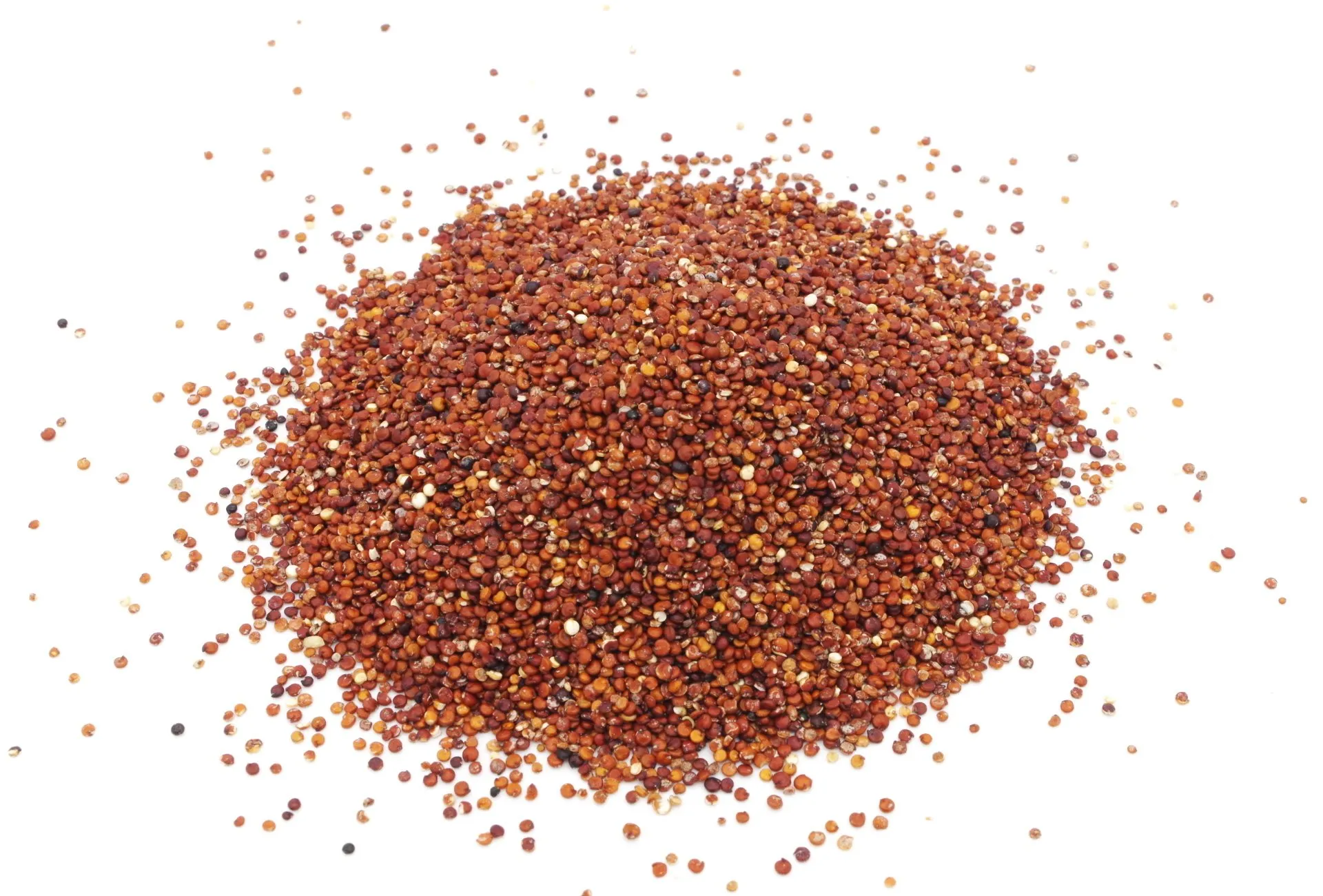 AcanChia UG & Co. KG