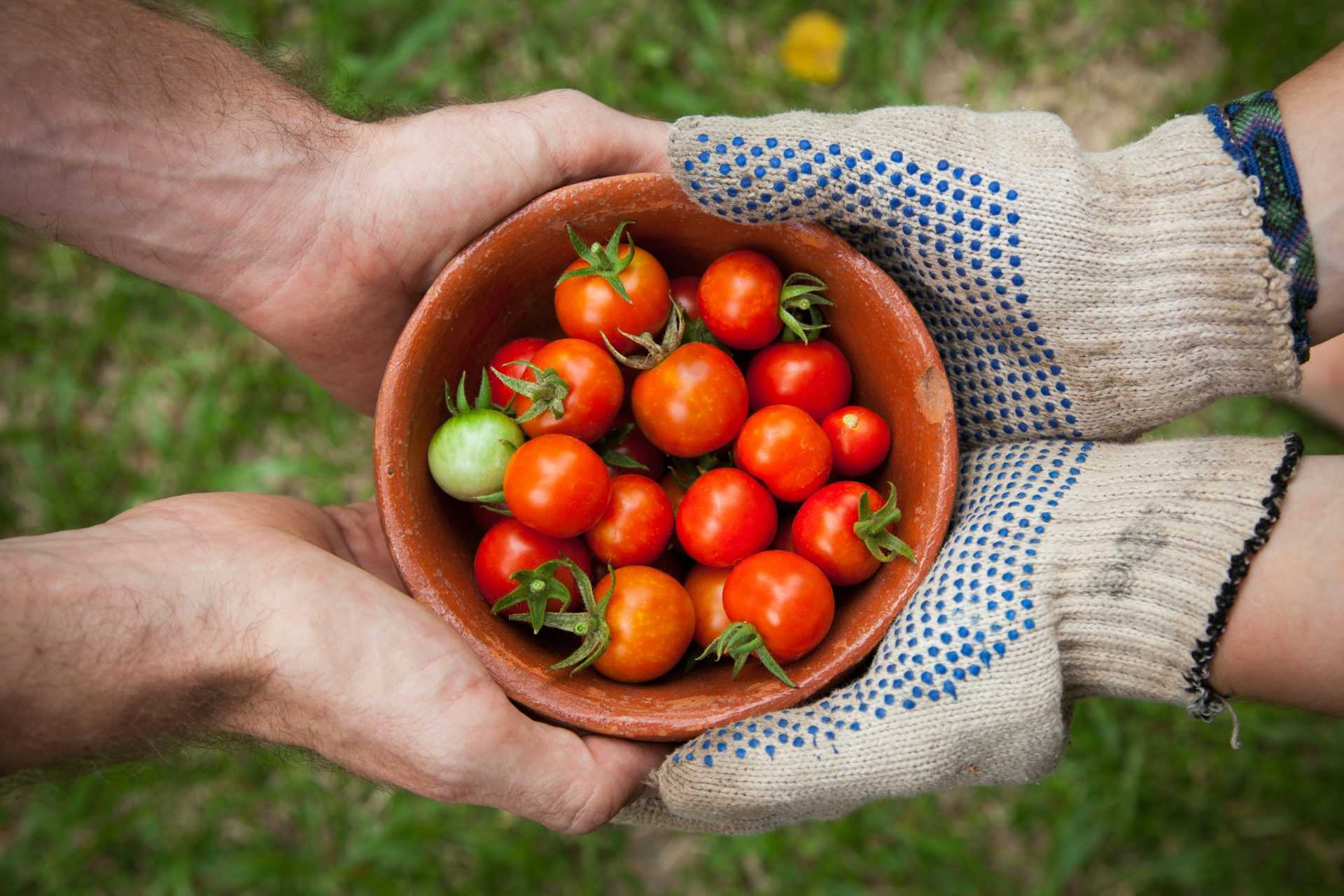 Schüssel Tomaten auf der Hand serviert